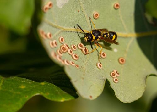 Eumenes sp.